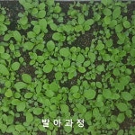 흰민들레 농장