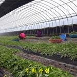 흰민들레 농장