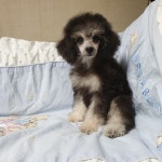 홈브리딩 푸들분양