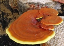 봄스토리친환경 농업회사법인