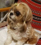 꽃길만걷게해줄개