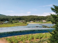 샤론포도농원