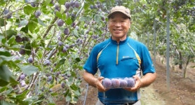 청량산자락송이