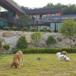 펫노블레스
