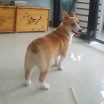루이독