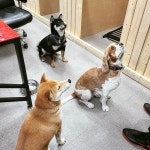 하울애견유치원