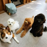 하울애견유치원