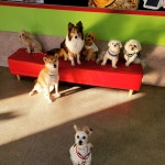 하울애견유치원