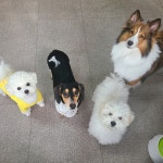 하울애견유치원