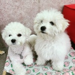 하울애견유치원