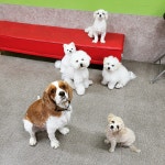 하울애견유치원