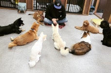 하울애견유치원