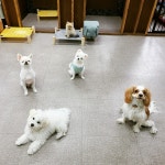 하울애견유치원