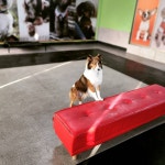 하울애견유치원