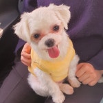 댕댕카