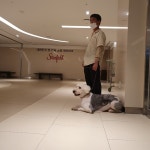 힐링독반려견센터