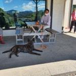 힐링독반려견센터