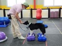 힐링독반려견센터