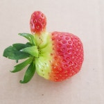 신라농원딸기농장