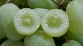 푸른숲 판교