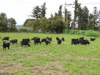 농업회사법인 제주자연흑염소농장