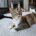 청주고양이 입양지원센터 애니멀공화국