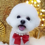 비비펫살롱