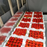 호호베리딸기농장