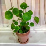 인화꽃방