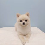 빛나개 펫샵