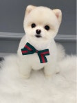 미쓰박 펫 살롱