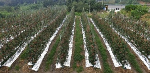 지리산하늘재농장 뉴턴애플팜교육농장