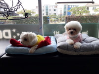 도그뮤티샵