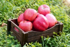 지리산하늘재농장 뉴턴애플팜교육농장