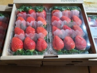 당돌한 딸기 농장