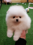 스타클럽