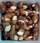 순이네달팽이농장