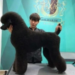 김펫살롱