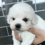 스타클럽