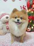 솔펫살롱