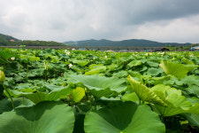 백화원연꽃농원