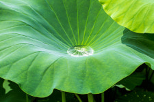 백화원연꽃농원