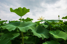 백화원연꽃농원