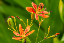 백화원연꽃농원