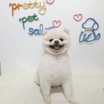 예쁘다 펫 살롱
