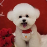 슈슈펫살롱