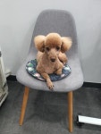 예스펫살롱