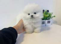 빼로독 의정부본점