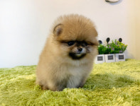 빼로독 의정부본점