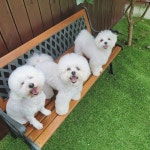 파파퍼피 애견유치원&애견호텔